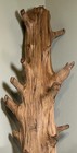 Driftwood Cedar 44    Tall Taxidermy Terrarium Beach House Decor Antler Tree Base