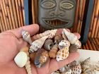Assorted Mixed Seashells Sea Shells Best Price Us Seller Free Ship 