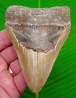 Megalodon Shark Tooth  4 54    Real Fossil - Big Serrated Xl Sharks Teeth