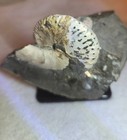 Multiple Iredescant Scaphites Fox Hill Formation   Cretaceous  South Dakota