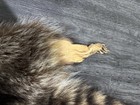 Tanned Raccoon Pelt With Feet Claws
