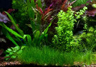 Dwarf Hairgrass Eleocharis Parvula Live Aquarium Plants Carpeting Plant For Aqua