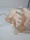Large Fluted Squamosa Tridacna Clam Seashell Corded Table Lamp