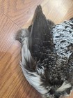 B7 Pen Raised White Crested Kaliji Pheasant Feathers Tail Body Pelt Skin