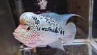 Kamalau  kml  Flowerhorn Live Fish Male 5  Inch
