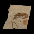1 3  Fossil Shrimp Carpopenaeus Cretaceous Age 100 Mil Yrs Old Lebanon Coa