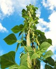 King Of The Garden Pole Lima Bean Seeds   Giant Heirloom Limas Beans Seed 2025