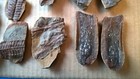 Lot Of 24 Piece Including 3 Pairs Mazon Creek Fern wood Fossils  300 Myo