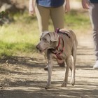 Halti Walking Harness - Lightweight Dog Harness Handle Reflective Adjustable