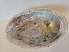 Large Natural Ablone Shell- Red Abalone Iridescent Mother Of Pearl 8   x6   
