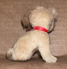 Vintage Original Fur Toys West Germany Tan Dog W  Red Collar Orange Eyes   Tag