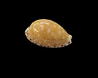 Shell Cypraea Astaryi Marquesas Is  16 7 Mm   Dark Beauty