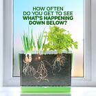 Root Viewer Kit For Kids - Grow Your Own Plant Craft Growing Kits For Boys  Girl