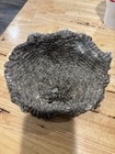 Large Paper Wasp Nest Real Natural