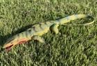 Monitor Lizard Replica - Green - Realistic Pvc Aaa