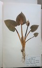 Antique Finnish Swedish Herbarium Botanical Pressed Plant Specimens 30 s