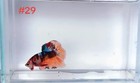 Betta Nemo Multi Male Live Fish High Quality 29