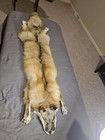 Jumbo Sized Mountable Golden Island Fox Pelt