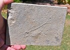 Three Unprepped Fossil Fish Knightia Eocaena - Grf  Wyoming  U s a   1
