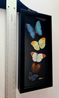 Artist Signed Framed Real Butterfly Specimens In Display Glass Shadow Box  