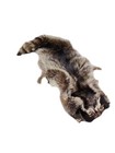 36  Raccoon Tanned Skin Fur Hide Pelt Taxidermy Crafts Hats And Bags Crafts 