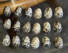 Kupee Hawaiian Seashells Nerite Polita 20 Large Bracelet Merrie Monarch