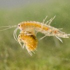 Freshwater Scuds - Adult pairs juveniles breeder Colony Starter W  Duckweed
