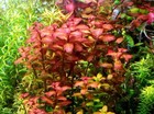 1 Stem Ludwigia Senegalensis Live Aquarium Plants Beautiful    Free S h Rare  
