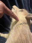 Wild Boar Piglet Standing Taxidermy Mount Read  damaged 