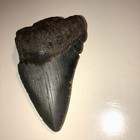 Rare 2 4    Megalodon   shark Tooth   fossil Teeth Kids Gift Prehistoric Present