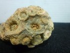 Specimen Unique Pennsylvania Rock W   Fossil Impressions