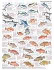 Saltwater Fish Identification  5 - Waterproof Quick Reference Guide