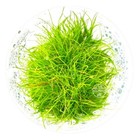   Eleocharis Acicularis   Dwarf Hair Grass Aquarium Live Plants Tissue Culture