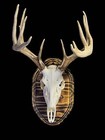 European Mount Wall Display Plaque With Skull Hook   Burnt Pine