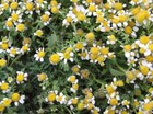 2000 German Chamomile Seeds - Matricaria Recutita - Non-gmo Medicinal Herb