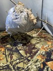 Paper Wasp Nest