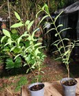 Eucalyptus Deglupta Rainbow Eucalyptus Tree In 5  Pot 22  Tall  not Seeds 