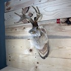       authentic Jackalope Taxidermy Mount     Original Wyoming Folk Art     Lodge Decor