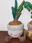 Greenhouse By Russ 12    David The Money Tree Plush Plant Casey Fiddle Tree