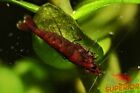 10 2 Dark Bloody Mary Freshwater Neocaridina Aquarium Shrimp 100  Live Guarantee