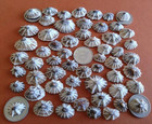 Limpets White Natural Sea Shells From Japan Small
