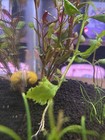 Beautiful Golden Mystery Snail Live Freshwater Aquarium Snail