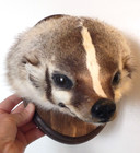 Badger Taxidermy Wall Mount Animal Hide Skull Fox Bobcat Raccoon Hunting Decor