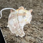Vintage Conch Shell Table Tv Lamp Night Light Ocean Nautical Real Seashell 4   