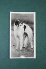Borzoi   Show Champion  Vintage 1939 Photo Card