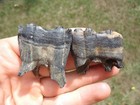 2 Associated Horse Molar Teeth Florida Fossils Ice Age Extinct Equus Skull Bones