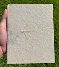 Fossil Dragonfly Solnhofen Insect Bug Jurassic Germany Libellulium Longilatum