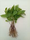 Pawpaw Treelings      Good Genes      Seedling Trees      Bundle Of Four    
