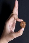 21 Mukhi Rudraksha Original Nepali Lab Certified Rare Lord Kubera Sacred Bead