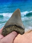 Megalodon Fossil Giant Shark Teeth Ocean No Repair 4 71  Huge Beautiful Tooth B4